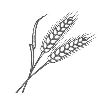monochrome illustration of wheat ears
