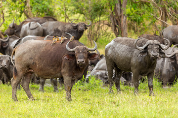Naklejka na ściany i meble game reserve wildlife with buffalo one of the big five