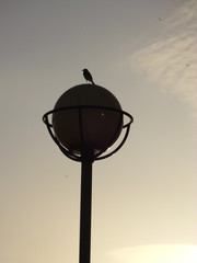 Bird on streetlight at sunset