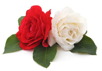 White and red roses.