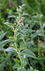 Mint grows in the wild