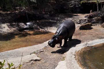 Walking hippo (hippopotamus) in Oasis Park, Fuerteventura, Canary Islands, Spain.