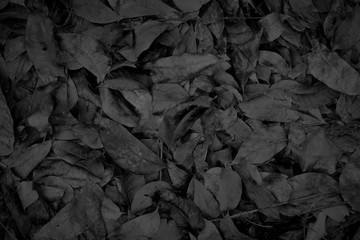 Dried Leaves black and white BW