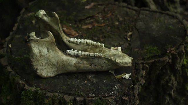 the horse's lower jaw bone lies on a stump in the forest. female hands twisting the skull of a dead horse. concept of ecological disaster. pagan rite concept.