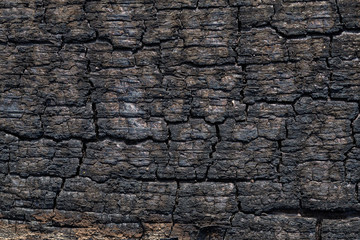 Burnt wood texture. Wood charcoal