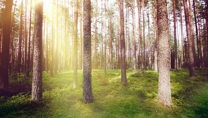 Obraz premium Forest nature sun light morning