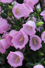 Obraz premium PRETTY PINK CANTERBURY BELLS