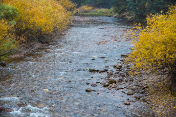 autumn leaves on the river