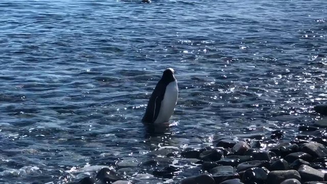 Gentoo penguins chillin in the water of Antarctica, Polar Regions