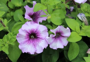 PRETTY PURPLE PETUNIA BLOOMS