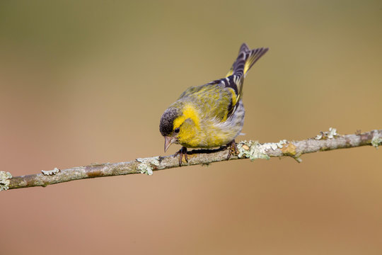 Eurasian Siskin on twig