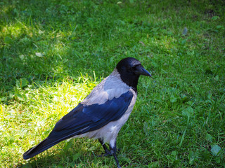 Portrait of big gray crow (Corvus) standing on the green grass in the sun light