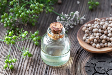 Obraz na płótnie Canvas A bottle of coriander essential oil with cilantro plant