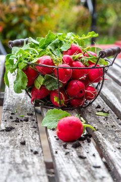 Red radish on garden table