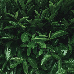 Tropical plant leaves
