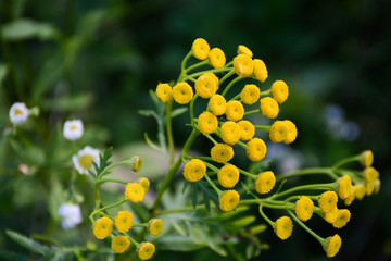 Yellow flowers of tansy on the field on the background of chamomile