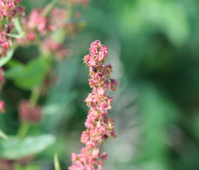Rumex obtusifolius, commonly known as bitter dock, broad leaved dock, bluntleaf dock, or butter dock