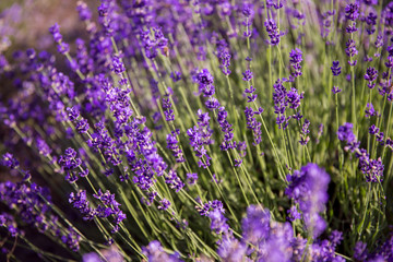 Naklejka premium lavender field in provence france