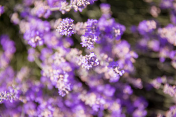 Plakat purple flowers