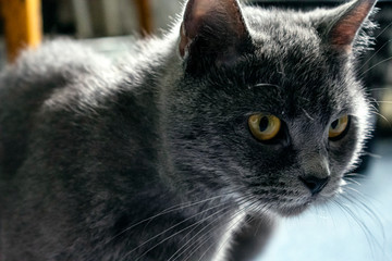 Beautiful grey cat with amber eyes. Background. Cat licks his lips. Cat's tongue.