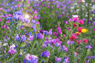 wildflower meadow, blue flowers in foreground