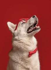 Lovely siberian husky dog wearing glasses and red bow tie isolated against red background. Cool funny dog looks up. Copy space