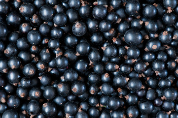 Currant. Berries of blackcurrant closeup