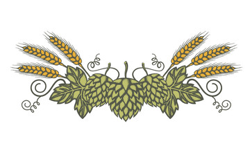 illustration of hop and barley for brewing isolated on white background