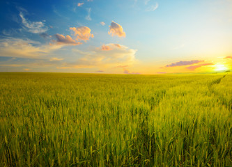 Epic dawn on wheat field