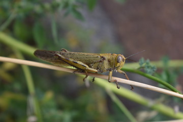 Summer grasshopper on a leaf