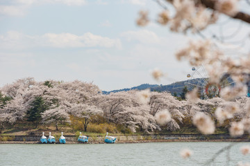 Beautiful cherry tree blossom around the famous Bomun Lake