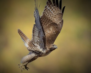 A Red Tail Hawk bird ust taking off