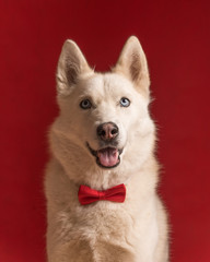 Portrait of pretty siberian husky dog wearing red bow tie isolated against red background. Cool funny party dog
