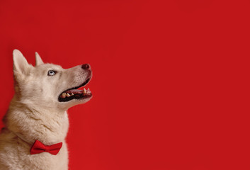 Lovely siberian husky dog wearing glasses and red bow tie isolated against red background. Cool...