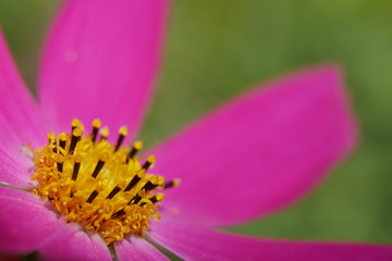 closeup of pink flower