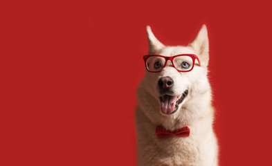 Funny lovely siberian husky dog wearing glasses and red bow tie isolated against red background. Dog looks left. Copy space