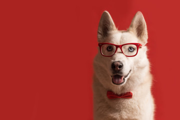 Lovely siberian husky dog wearing glasses and red bow tie isolated against red background. Cool...