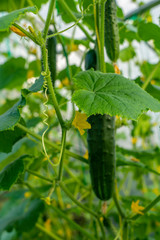 cucumber fruits close-up hanging on the lashes in the greenhouse