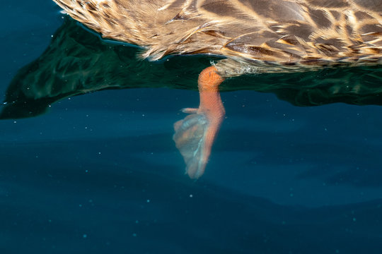 duck's webbed foot under water