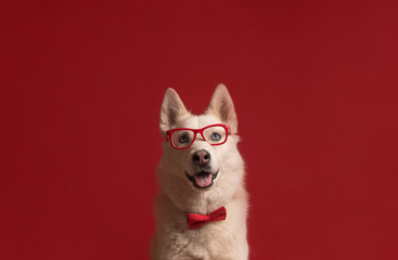Lovely siberian husky dog wearing glasses and red bow tie isolated against red background. Cool...