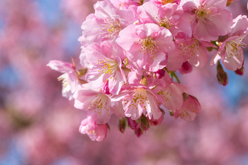 旧中川の河津桜　東京都江戸川区平井