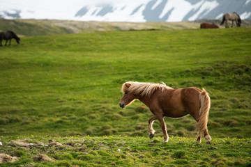 Beautiful brown icelandic horse walking on green grass