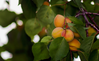 ripe apricots on a branch close up with green leaves