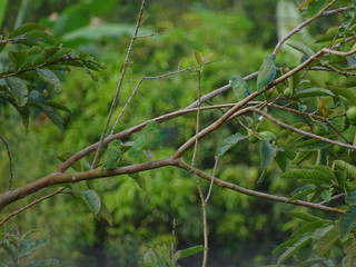 loros en guayabal