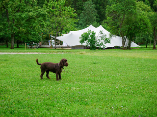 Image of little dog in front of a big white wedding tent