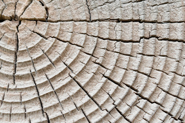 Fototapeta premium Texture image of an old wooden log