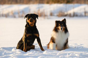 Rottweiler and Shetland Sheepdog Sitting in Snow in the Winter