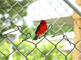 pájaro rojo