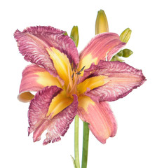 Fototapeta na wymiar Daylily (Hemerocallis) flower close-up isolated on white background. Cultivar with pink and yellow flower