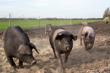organic food, saddleback pig, pig and pork